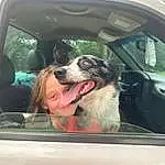 Dog, Car, Vehicle, Vroom Vroom, Automotive Mirror, Carnivore, Automotive Design, Dog breed, Vehicle Door, Window, Mode Of Transport, Automotive Exterior, Plant, Companion dog, Door, Car Seat Cover, Tints And Shades, Personal Luxury Car