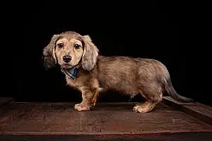 Name Dachshund Dog Ripley