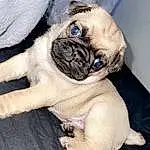 Pug, Dog, Dog breed, Carnivore, Companion dog, Fawn, Wrinkle, Comfort, Snout, Toy Dog, Working Animal, Canidae, Electric Blue, Non-sporting Group, Furry friends, Puppy, Paw