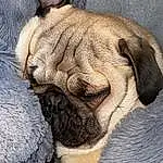 Dog, Dog breed, Carnivore, Working Animal, Ear, Fawn, Companion dog, Wrinkle, Pug, Snout, Terrestrial Animal, Comfort, Whiskers, Canidae, Furry friends, Toy Dog, Bulldog, Tail, Paw