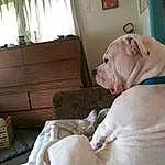 Dog, Comfort, Dog breed, Carnivore, Window, Fawn, Companion dog, Curtain, Snout, Wrinkle, Pet Supply, Wood, Canidae, Couch, Collar, Dog Supply, Working Animal, Hardwood, Terrestrial Animal
