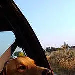 Sky, Dog, Plant, Automotive Mirror, Vroom Vroom, Automotive Lighting, Carnivore, Vehicle, Collar, Dog breed, Vehicle Door, Working Animal, Tree, Car, Rear-view Mirror, Companion dog, Fawn, Windscreen Wiper, Automotive Exterior, Tints And Shades