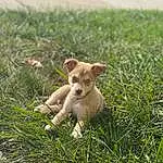 Dog, Plant, Dog breed, Carnivore, Grass, Fawn, Companion dog, Working Animal, Groundcover, Terrestrial Animal, Grassland, Snout, Tail, Pasture, Toy, Field, Prairie, Canidae, Chihuahua