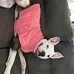 Dog, Bull Terrier, Dog breed, Comfort, Collar, Carnivore, Dog Supply, Pink, Fawn, Companion dog, Thigh, Snout, Working Animal, Human Leg, Foot, Fashion Accessory, Terrier, Carmine, Magenta