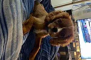 Cavalier King Charles Spaniel Dog Dobby