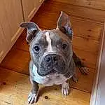 Dog, Dog breed, Carnivore, Bulldog, Wood, Fawn, Working Animal, Companion dog, Ear, Whiskers, Snout, Hardwood, Wrinkle, Molosser, Wood Stain, Working Dog, Non-sporting Group, Terrestrial Animal