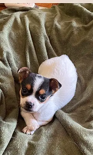 Name Chihuahua Dog Annie
