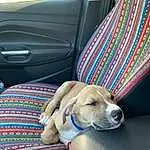 Dog, Window, Vehicle, Carnivore, Car, Comfort, Dog breed, Fawn, Companion dog, Collar, Car Seat Cover, Vehicle Door, Vroom Vroom, Car Seat, Couch, Family Car, Plant, Canidae, Automotive Exterior