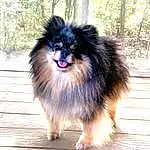Dog, Dog breed, Carnivore, Companion dog, Fawn, Tree, Snout, Whiskers, Furry friends, Working Animal, Canidae, German Spitz, Wood, Tail, Terrestrial Animal, Working Dog, German Spitz Klein, Ancient Dog Breeds