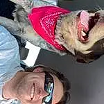 Glasses, Smile, Dog, Mouth, Carnivore, Sunglasses, Dog breed, Jaw, Gesture, Vision Care, Fawn, Happy, Eyewear, Collar, Companion dog, Snout, Whiskers, Throat, Wrinkle