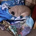 Dog, Dog breed, Carnivore, Comfort, Fawn, Companion dog, Dog Supply, Pet Supply, Linens, Working Animal, Toy Dog, Canidae, Electric Blue, Nap, Sleep, Blanket, Bag, Bedtime, Dog Bed