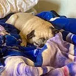 Dog, Dog breed, Comfort, Carnivore, Textile, Companion dog, Fawn, Wood, Linens, Hardwood, Electric Blue, Toy Dog, Furry friends, Canidae, Bedding, Duvet, Working Animal, Nap, Wrinkle