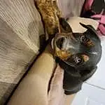 Dog, Carnivore, Dog breed, Ear, Companion dog, Fawn, Whiskers, Comfort, Snout, Toy Dog, Working Animal, Pinscher, Furry friends, Canidae, Wood, Paw, Guard Dog, Working Dog