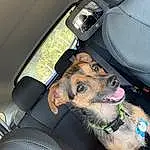 Dog, Car, Car Seat Cover, Vroom Vroom, Carnivore, Vehicle, Seat Belt, Head Restraint, Steering Part, Fawn, Vehicle Door, Car Seat, Auto Part, Dog breed, Collar, Companion dog, Automotive Exterior, Comfort, Snout, Automotive Mirror