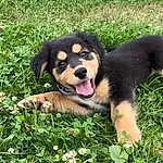 Dog, Plant, Dog breed, Carnivore, Grass, Companion dog, Groundcover, Snout, People In Nature, Flower, Canidae, Terrestrial Animal, Working Dog, Happy, Garden