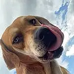 Dog, Cloud, Dog breed, Sky, Carnivore, Whiskers, Fawn, Companion dog, Working Animal, Snout, Collar, Liver, Furry friends, Canidae, Retriever, Terrestrial Animal, Working Dog, Cumulus
