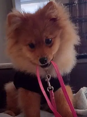 Pomeranian Dog Lexi