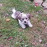 Plant, Dog, Dog breed, Carnivore, Grass, Companion dog, Groundcover, Toy Dog, Terrier, Water Dog, Small Terrier, Canidae, Working Animal, Garden, Maltepoo, Cockapoo, Poodle Crossbreed, Shrub, Annual Plant