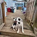 Dog, Building, Plant, Dog breed, Carnivore, Working Animal, Wood, House, Companion dog, Fawn, Collar, Tree, Snout, Tail, Dog Collar, Pet Supply, Canidae, Siding
