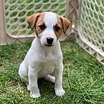 Dog, Carnivore, Whiskers, Grass, Dog breed, Companion dog, Plant, Fence, Mesh, Working Animal, Terrestrial Animal, Tail, Liver, Hound, Pet Supply, Beagle-harrier, Scent Hound, Ancient Dog Breeds, Non-sporting Group, Hunting Dog