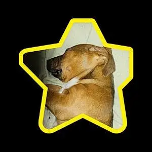 Name Pitt Bull Terrier Dog Rascal