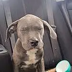 Dog, Dog breed, Carnivore, Working Animal, Fawn, Companion dog, Snout, Liver, Comfort, Whiskers, Wood, Vehicle, Toy Dog, Canidae, Car Seat, Family Car, Guard Dog, Wrinkle, Paw