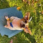 Dog, Sunglasses, Dog breed, Plant, Carnivore, Dog Clothes, Working Animal, Companion dog, Grass, Fawn, Dog Supply, Snout, Toy Dog, Tail, Canidae, Leisure, Sun Tanning, Non-sporting Group, Guard Dog