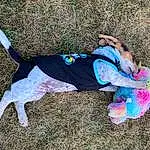 Grass, Dog, Carnivore, Dog Clothes, Dog Supply, Dog breed, Electric Blue, Companion dog, Fun, Soil, People In Nature, Tail, Recreation, Magenta, Personal Protective Equipment, Leisure, Canidae, Sportswear