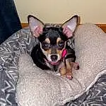 Dog, Dog breed, Carnivore, Comfort, Dog Supply, Ear, Fawn, Companion dog, Snout, Toy Dog, Whiskers, Chihuahua, Working Animal, Canidae, Furry friends, Russkiy Toy, Linens, Paw, Bed