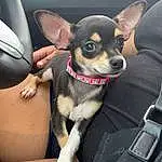 Dog, Dog breed, Carnivore, Gesture, Companion dog, Fawn, Collar, Snout, Comfort, Toy Dog, Car Seat, Whiskers, Seat Belt, Chihuahua, Auto Part, Canidae, Russkiy Toy, Head Restraint, Furry friends