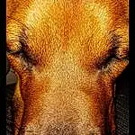 Dog, Carnivore, Liver, Companion dog, Fawn, Dog breed, Whiskers, Rectangle, Snout, Working Animal, Close-up, Terrestrial Animal, Canidae, Furry friends, Retriever, Paw, Labrador Retriever, Wrinkle, Metal