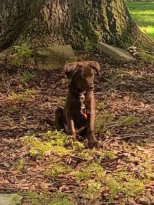 Labrador Retriever Dog Axel