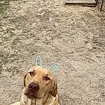 Dog, Carnivore, Dog breed, Working Animal, Collar, Fawn, Companion dog, Dog Collar, Snout, Ball, Pet Supply, Tail, Wood, Soil, Terrestrial Animal, Canidae, Dog Supply, Paw, Retriever