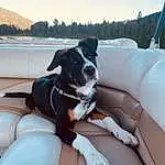 Sky, Dog, Water, Boat, Carnivore, Comfort, Cloud, Dog breed, Tree, Companion dog, Dog Collar, Snout, Vehicle, Working Animal, Recreation, Leisure, Automotive Exterior, Auto Part, Lake