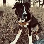 Dog, Plant, Dog breed, Carnivore, Tree, Companion dog, Fawn, Working Animal, Snout, Tail, Canidae, Dog Collar, Grass, Furry friends, Working Dog, Whiskers, Herding Dog, Hunting Dog