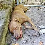 Dog, Carnivore, Dog breed, Fawn, Working Animal, Liver, Wood, Terrestrial Animal, Snout, Soil, Canidae, Tail, Wrinkle, Non-sporting Group, Hunting Dog