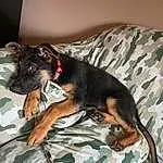 Dog, Comfort, Dog breed, Carnivore, Couch, Fawn, Companion dog, Dobermann, Snout, Dog Supply, Working Animal, Linens, Terrestrial Animal, Toy Dog, Canidae, Bed, Guard Dog, Whiskers, Working Dog