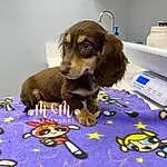 Dog, Carnivore, Dog breed, Liver, Fawn, Companion dog, Snout, Dog Supply, Working Animal, Spaniel, Paper Towel, Canidae, Household Supply, Furry friends, Kitchen Appliance, Toy Dog, Printer, Toaster