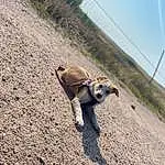 Plant, Sky, Reptile, Fawn, Terrestrial Animal, Toy, Landscape, Road Surface, Dog breed, Asphalt, Soil, Tail, Leash, Sand, Grass, Tree, Recreation, Shadow, Road