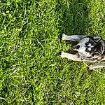 Dog, Plant, Grass, Carnivore, Companion dog, Groundcover, Dog breed, Tail, People In Nature, Sled Dog, Shrub, Terrestrial Animal, Grassland, Canidae, Working Dog, Siberian Husky, Non-sporting Group, Herb