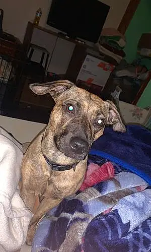 Pitt Bull Terrier Dog Chloe