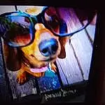 Dog, Vision Care, Sunglasses, Carnivore, Gadget, Television Set, Communication Device, Output Device, Cool, Eyewear, Companion dog, Goggles, Electronic Device, Dog breed, Display Device, Snout, Technology, Art, Magenta, Portable Communications Device