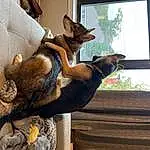 Brown, Dog, Window, Dog breed, Comfort, Carnivore, Wood, Fawn, Companion dog, Plant, Felidae, Whiskers, Snout, Tail, Canidae, Small To Medium-sized Cats, Pet Supply, Window Blind, Tree