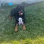 Dog, Grass, Carnivore, Dog breed, Companion dog, Groundcover, Lawn, Plant, Working Animal, Grassland, Tail, Terrestrial Animal, Guard Dog, Working Dog, Rottweiler, Hunting Dog, Canidae