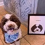 Dog, Carnivore, Dog breed, Water Dog, Companion dog, Dog Supply, Picture Frame, Rectangle, Toy Dog, Snout, Dog Collar, Furry friends, Wood, Art, Terrier, Hardwood