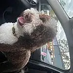 Vehicle, Dog, Vroom Vroom, Dog breed, Carnivore, Car, Window, Vehicle Door, Companion dog, Automotive Mirror, Automotive Exterior, Car Seat, Snout, Automotive Window Part, Family Car, Windshield, Auto Part, Furry friends, Canidae