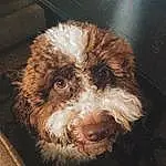 Dog, Dog breed, Carnivore, Liver, Companion dog, Snout, Water Dog, Terrier, Furry friends, Canidae, Spaniel, Adhesive, Toy Dog, Labradoodle, Terrestrial Animal, Puppy, Cockapoo