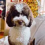 Dog, Dog breed, Water Dog, Carnivore, Companion dog, Toy Dog, Christmas Tree, Poodle, Dog Collar, Canidae, Terrier, Event, Furry friends, Working Animal, Maltepoo, Non-sporting Group, Dog Supply, Labradoodle