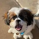 Dog, Dog breed, Carnivore, Companion dog, Liver, Toy Dog, Snout, Canidae, Terrestrial Animal, Furry friends, Shih Tzu, Puppy, Small Terrier, Non-sporting Group, Mirror, Recipe