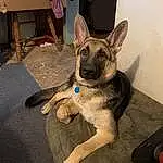 Dog, Jaw, Dog breed, Carnivore, Ear, Fawn, Whiskers, Companion dog, Felidae, German Shepherd Dog, Snout, Comfort, Working Animal, Canidae, Tail, Backpack, Furry friends, Paw, Sitting